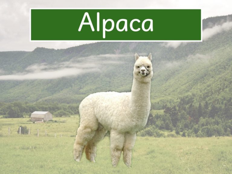 alpaca