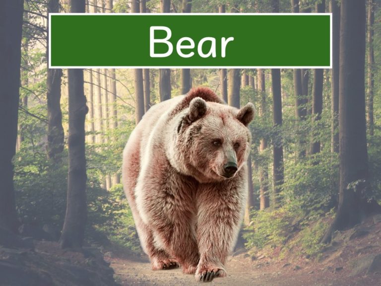 bear