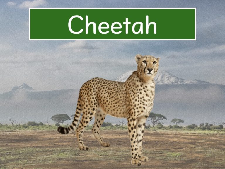 cheetah