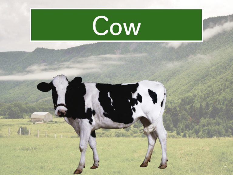 cow