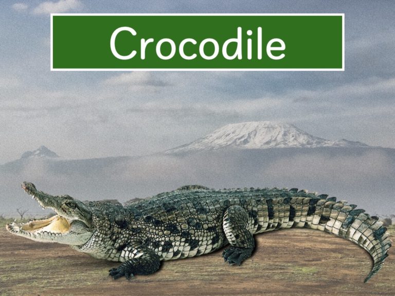 crocodile