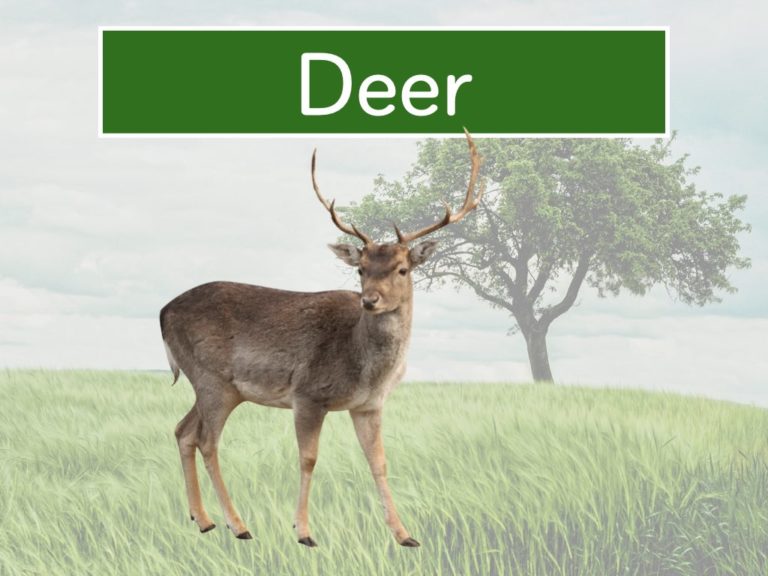 deer