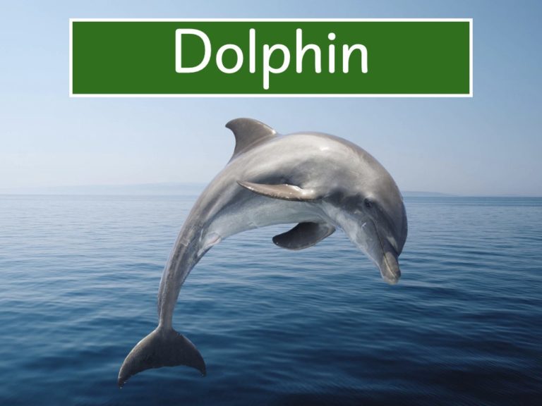 dolphin