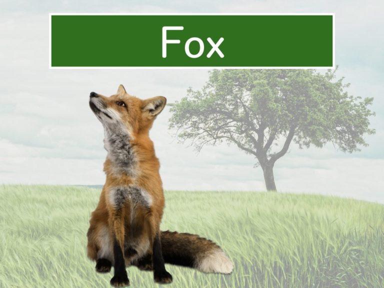 fox