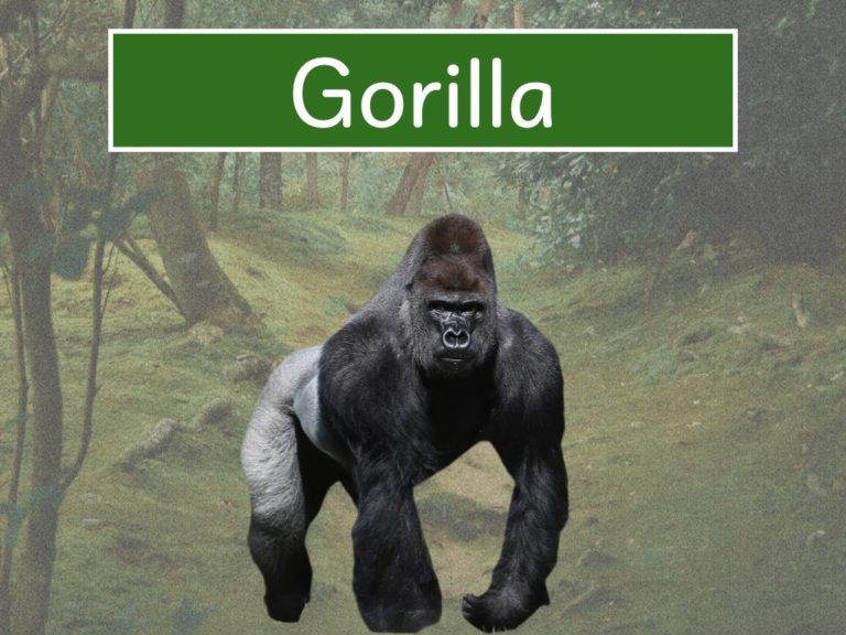 gorilla