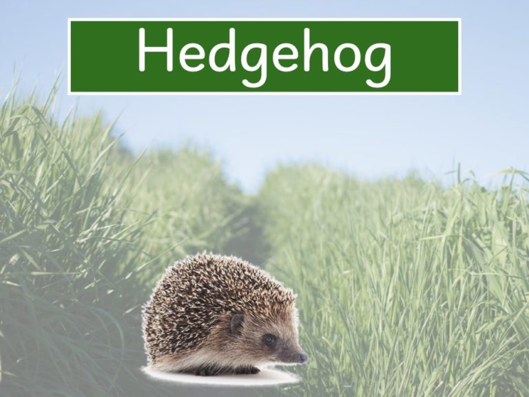 hedgehog