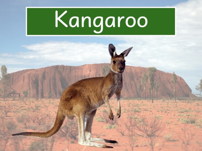 kangaroo