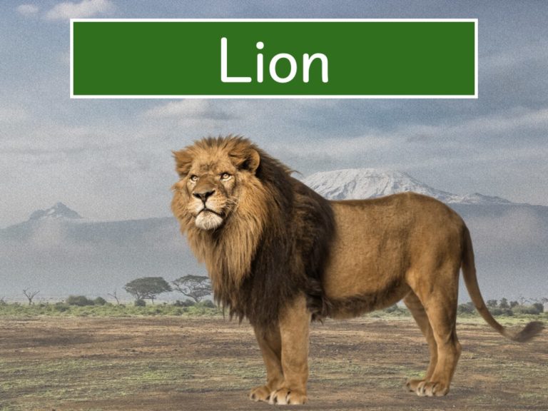 lion