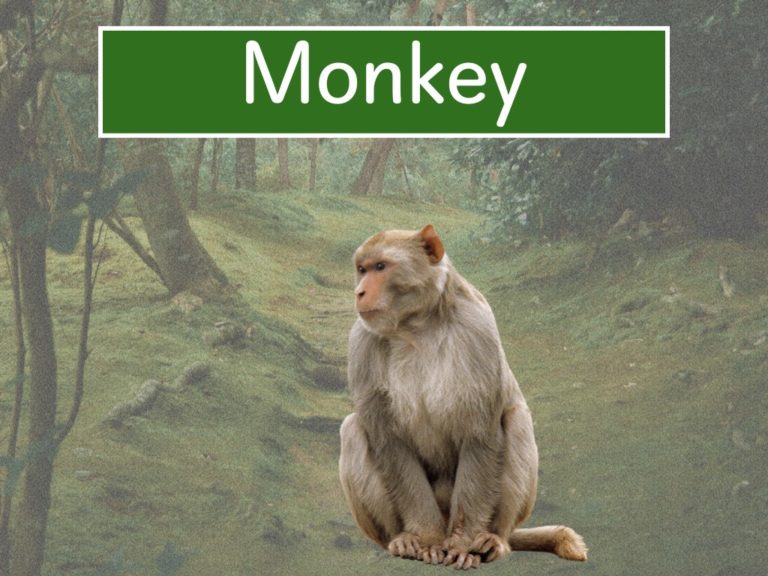 monkey