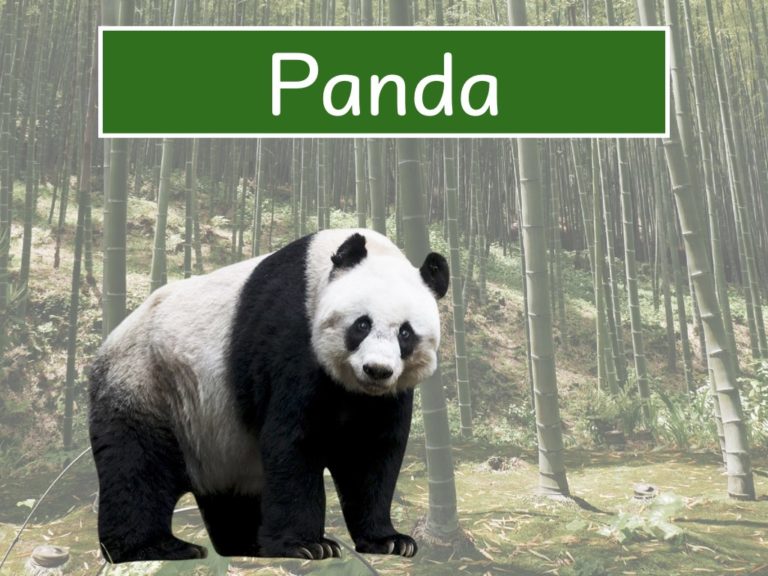 panda