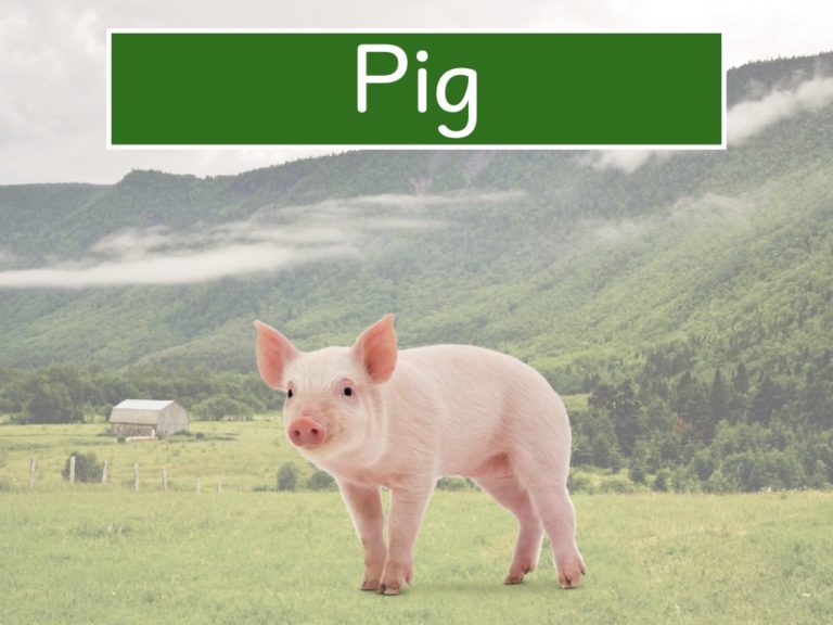 pig