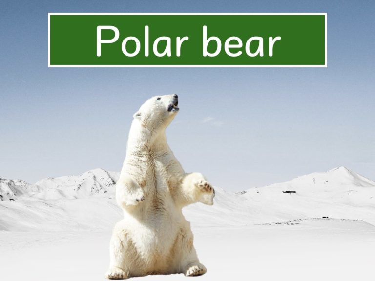 polar_bear