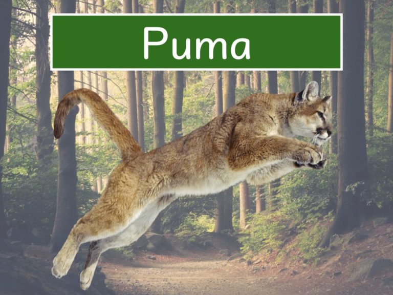 puma