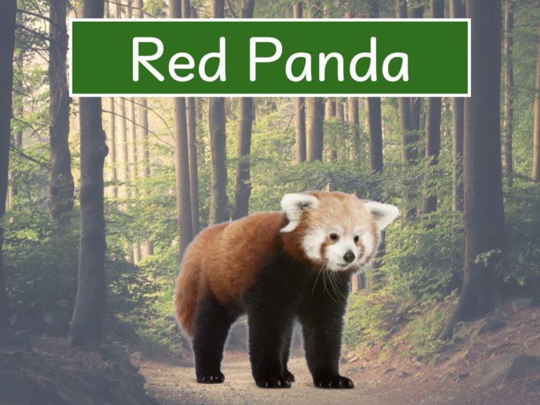 red-panda