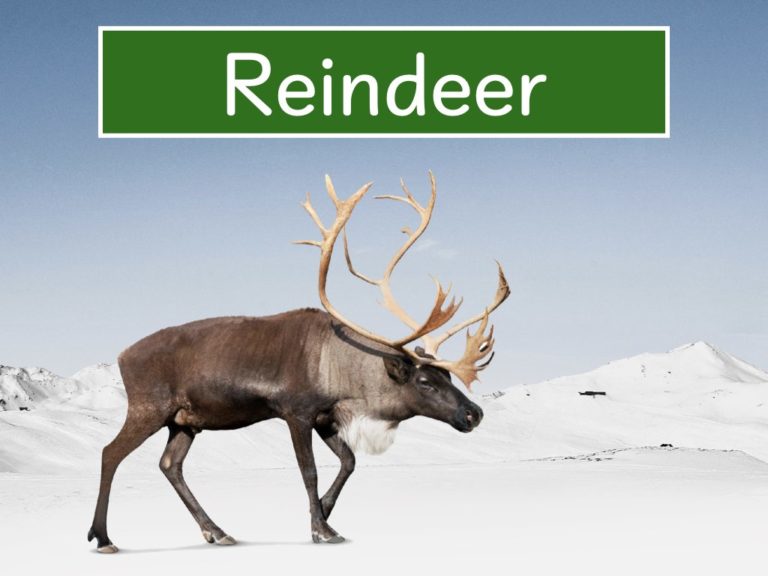 reindeer