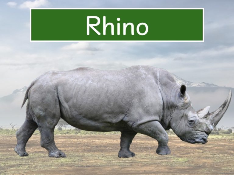 rhino