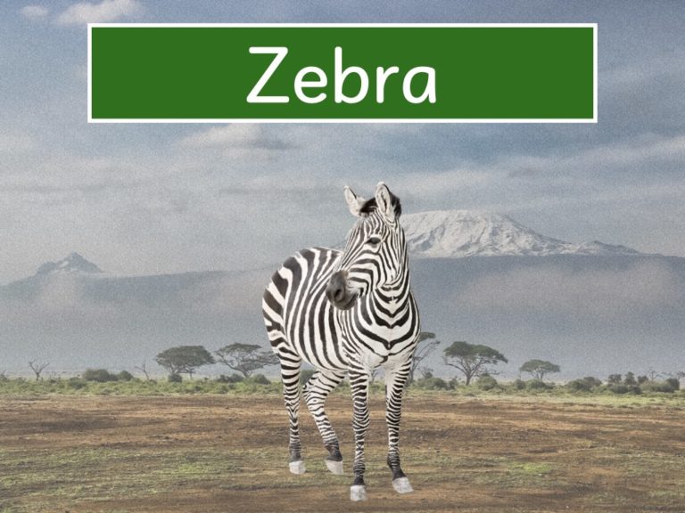 zebra