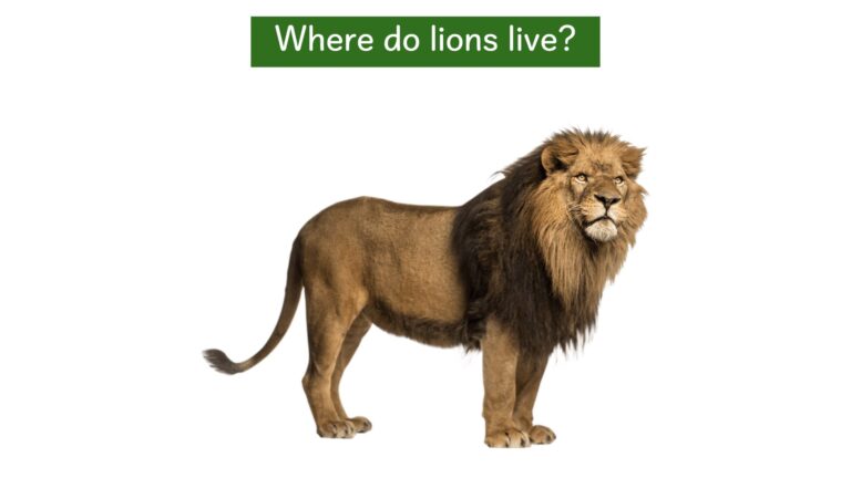 We all live on earth - Where do lions live?.004