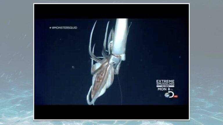 Giant Squid.009