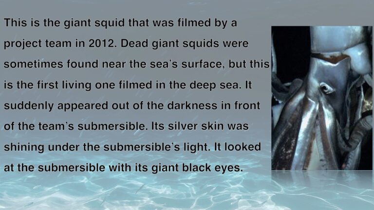 Giant Squid.012